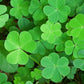 mystery lucky day